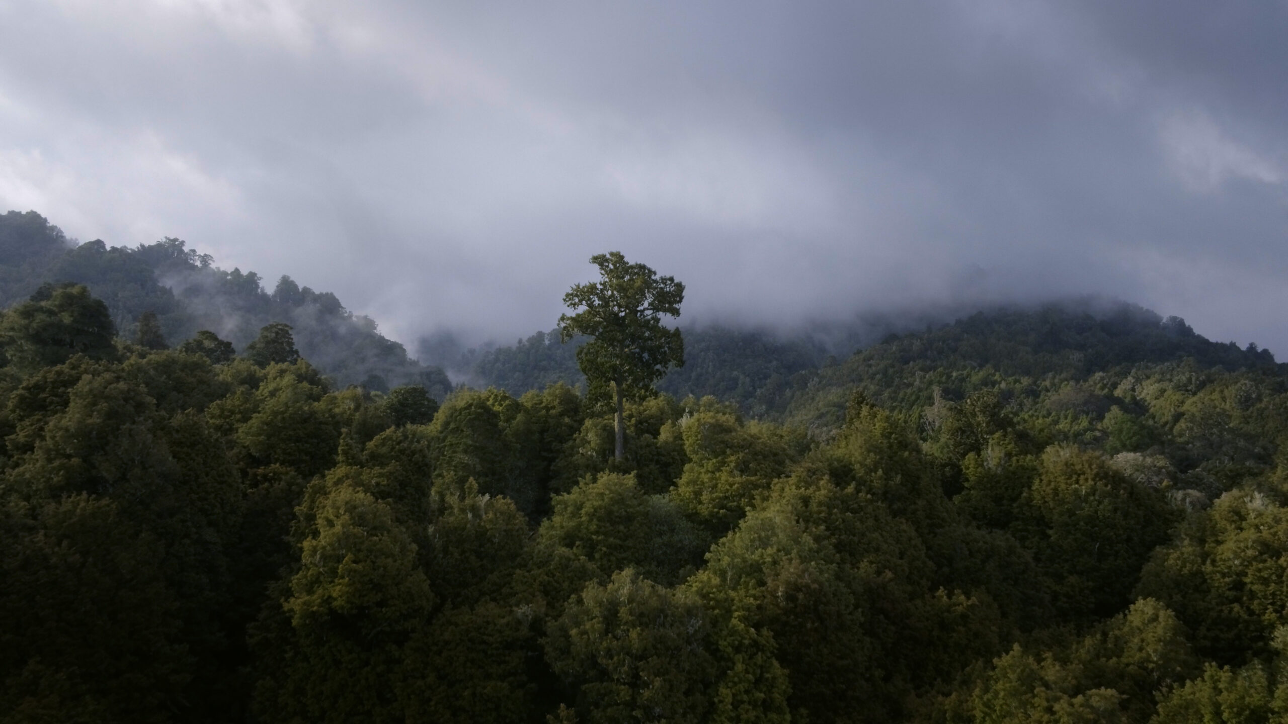 Nouvelle-Zélande, la forêt des géants